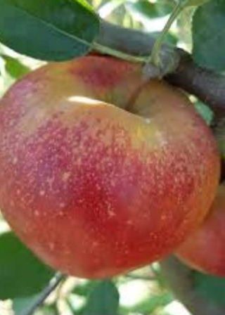 Mere Ciprian super aromate / Kg