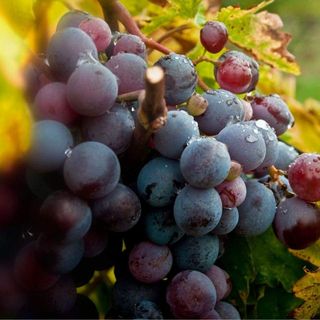 Strugure Hamburg tamaios / Kg