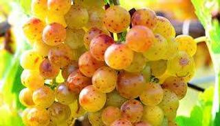 Struguri albi tămâioși / Kg