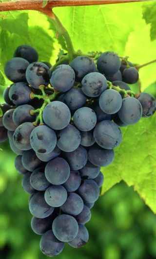 Struguri Muscat de Adda / Kg