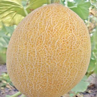 Pepene galben Coșbuc 2 - 3 kg