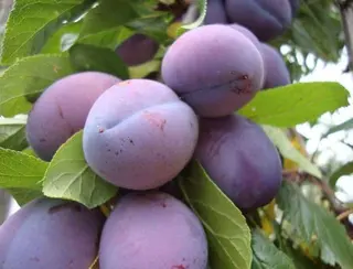 Prune Anaspet / kg