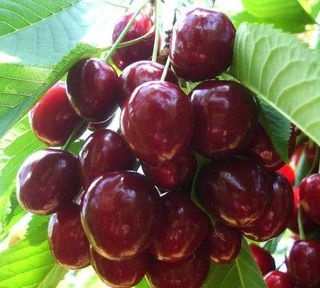 Cirese Pietroase / Kg