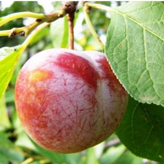 Prune Renglot Voinesti / Kg