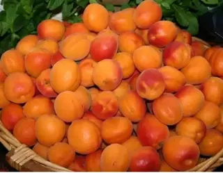 Zarzăre / Kg