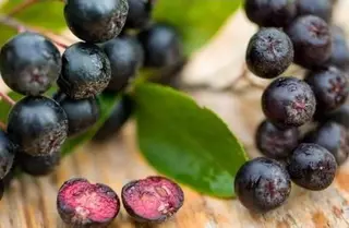 Aronia Caserola