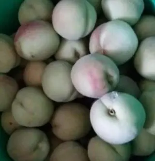 Piersică sălbatică / Kg