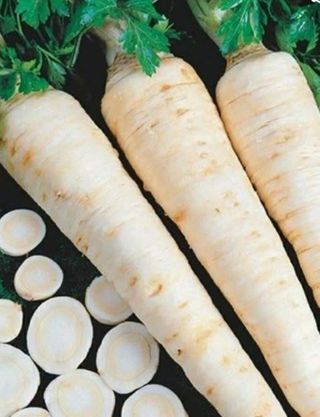 Pătrunjel Rădăcină / buc