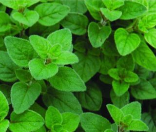 Oregano Legatura
