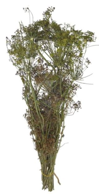 Bețe mărar uscat Legatura