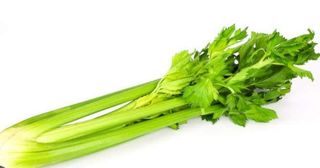 Frunză de țelină Legatura