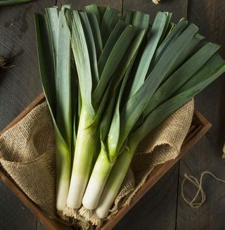 Usturoi verde Legatura