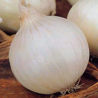 Ceapa alba / kg