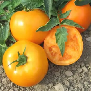 Rosii galbene / kg