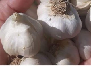 Usturoi de Buzău / 500 g