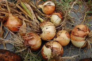 Ceapa galbena de Buzau / kg