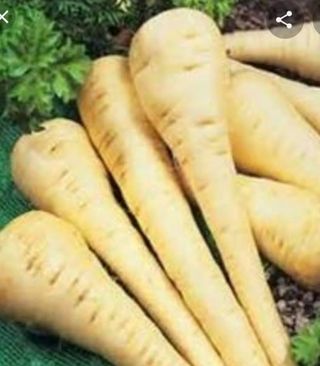 Rădăcină pastarnac / buc