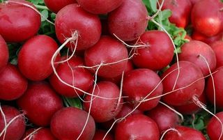 Ridichii rosii Legatura