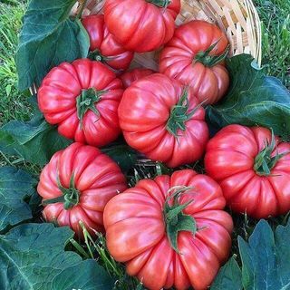 Rosii romanesti roze / kg