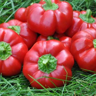 Gogosar Romania / kg