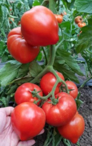 Roșii sere Timisoara / kg