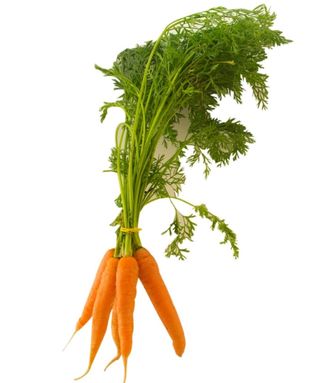 Morcov nou cu frunză Legatura