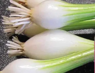 Ceapa verde bulb mare Legatura