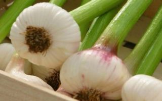 Usturoi verde bulb mare / buc