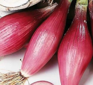 Ceapă roșie Legatura