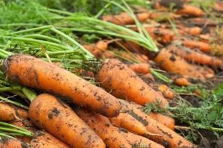 Morcov nespălat / Kg