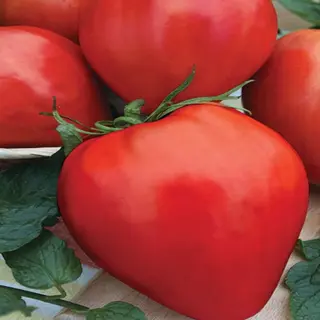 Roșii Prekos Giurgiu (polenizare naturala cu bondari) / Kg