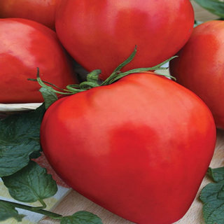 Roșii Prekos Giurgiu (polenizare naturala cu bondari) / Kg