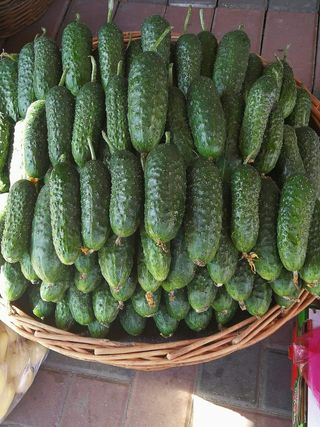 Castraveți Cornișor