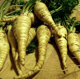 Rădăcină Păstârnac