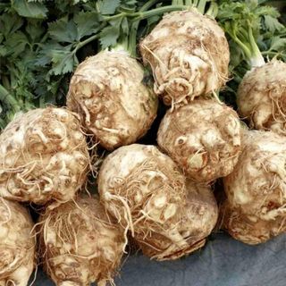 Țelină Rădăcină