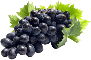 Strugure negru Moldova