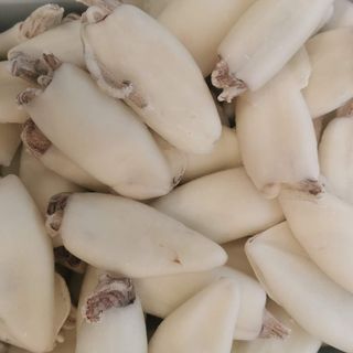 Calamar indopacific 20/40 - 200gr