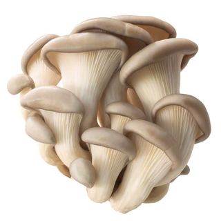 Ciuperci Pleurotus