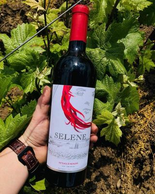 Selene Feteasca Neagra - sec