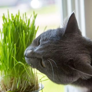 CAT GRASS FRESH-IARBA PISICII PROASPATA IN GHIVECI