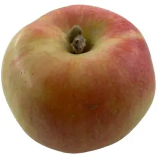 AJDARA 0.5 Kg