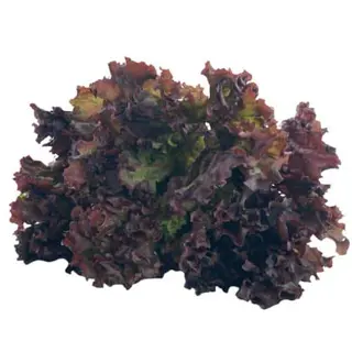 LOLLO ROSO 1kom 100g+-5%