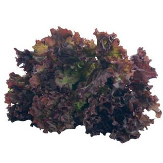 LOLLO ROSO 1kom 100g+-5%