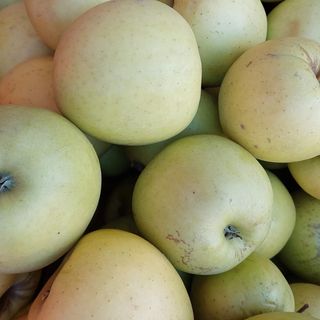 Jabuka Zlatni Delišes Pinćir Bio 1kg