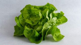 Zelena salata Pinćir Bio 1kom
