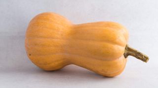 Tamburica Pinćir Bio 1kg