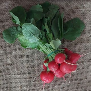 Rotkvice Pinćir Bio 1 veza