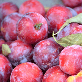 Crvena šljiva 0,5 kg