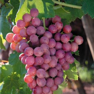 Roze grožđe bez semena 0,5 kg  - Sultanija