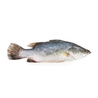 Nile Perch Whole 1.3kg